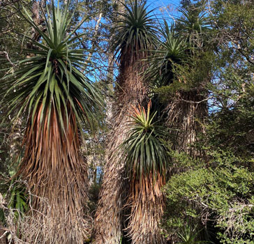 A Pandani grove (Richea pandanifolia)