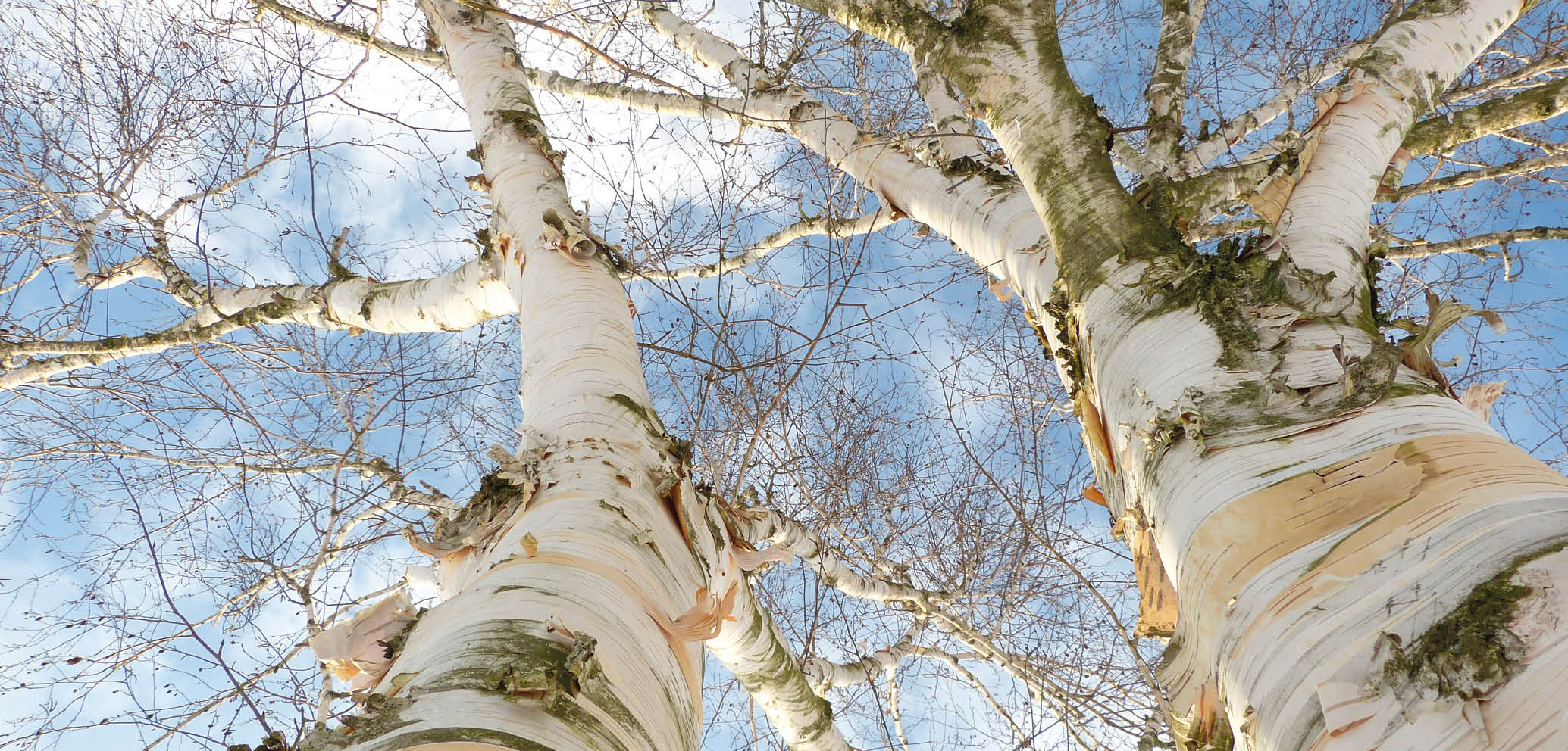 Winter tree highlights