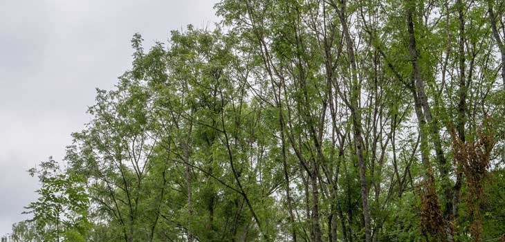 Trees affected by Chalara ash dieback