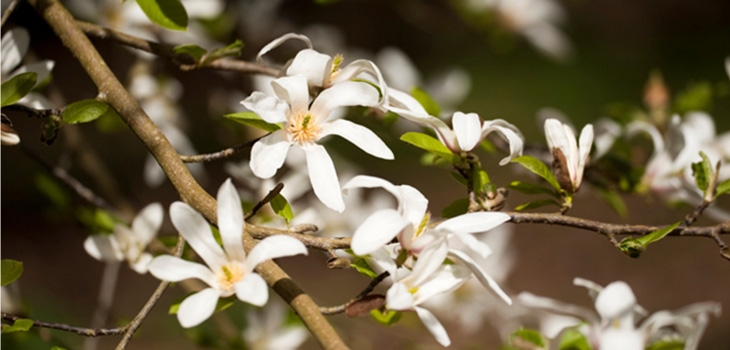 Magnolia kobus Photo credit: Anne Gilbert