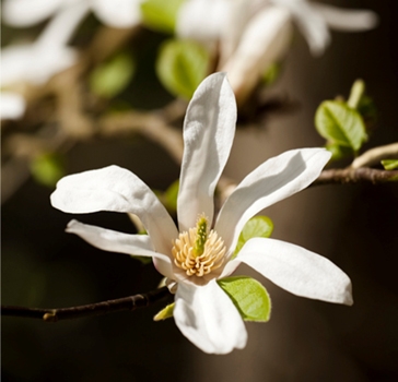 Magnolia kobus Photo credit: Anne Gilbert