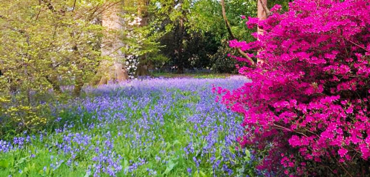 Westonbirt's bluebells