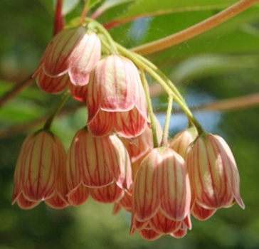 Enkianthus campanulatus 