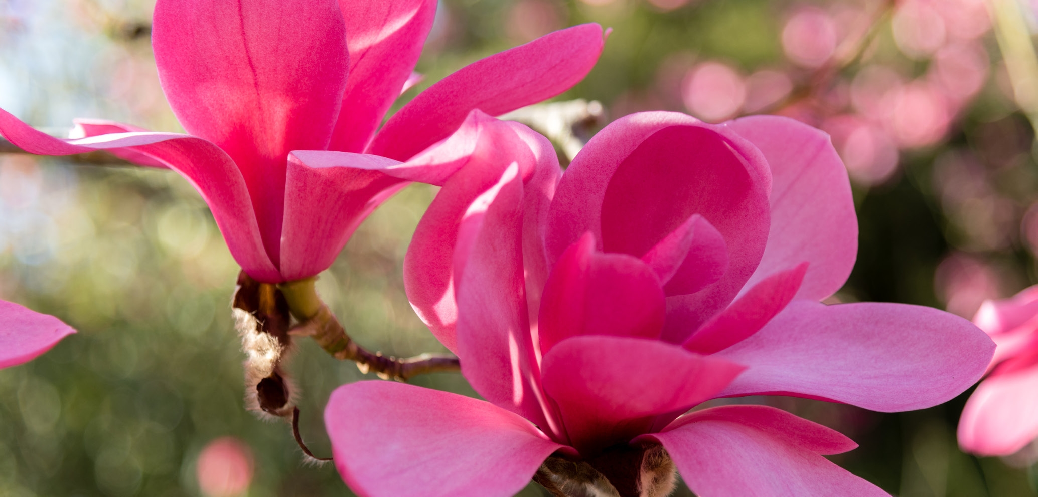 Magnolia flowers