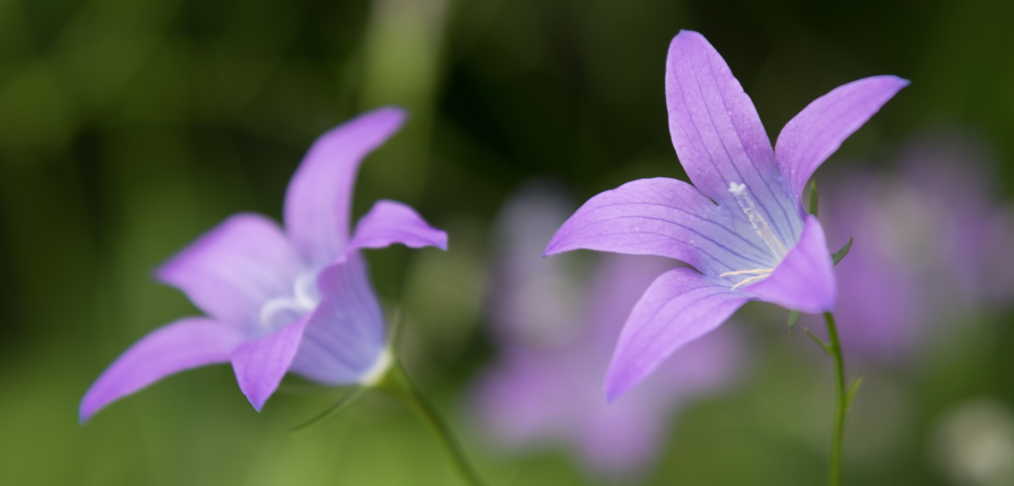 Purple flowers