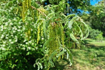 Tree of the month: Pyrenean oak