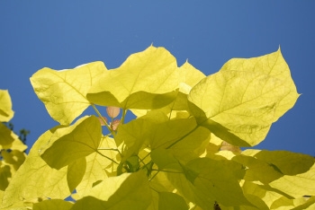 Tree of the month: Yellow-leaved Indian bean tree