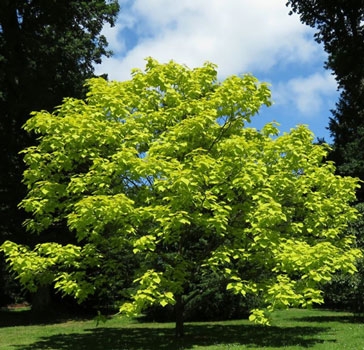 Yellow-leaved Indian bean tree - Photo credit: Liz Hassall 