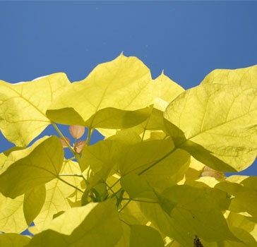 Yellow-leaved Indian bean tree - Photo credit: Gina Mills