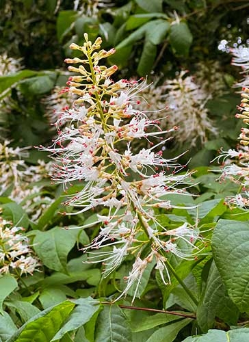 Bottlebrush Buckeye at Westonbirt Arboretum