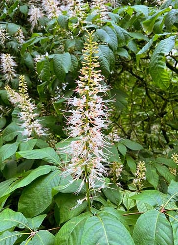 Bottlebrush Buckeye at Westonbirt Arboretum