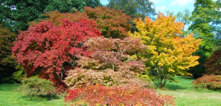 Autumn trees