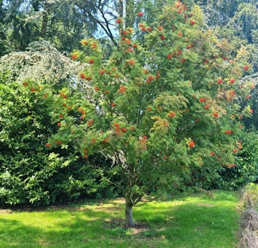 Sorbus commixta