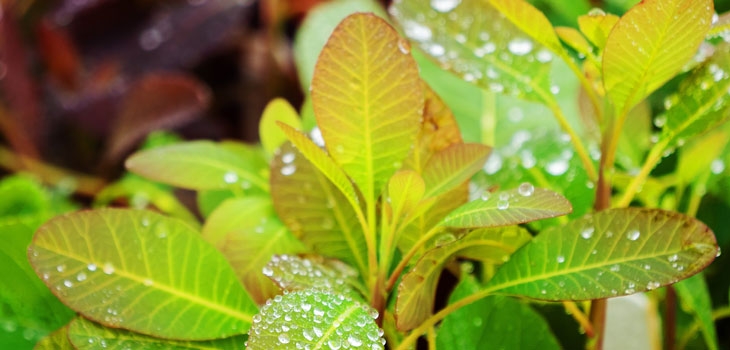 Green vibrant leaves