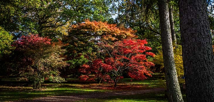 View of colourful autumn trees