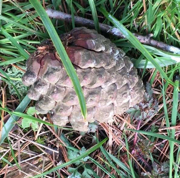 Cone