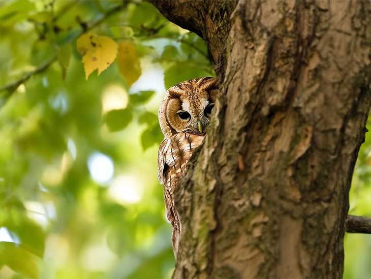 Tawny owl (c) Anil &Ouml;ztas