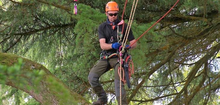 Arborist climbing a tree