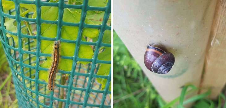 Lackey moth caterpillar | Brown-lipped snail