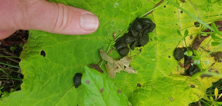 Poo dunnit? Size reference