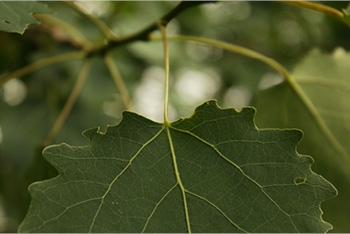 Tree of the month: Aspen