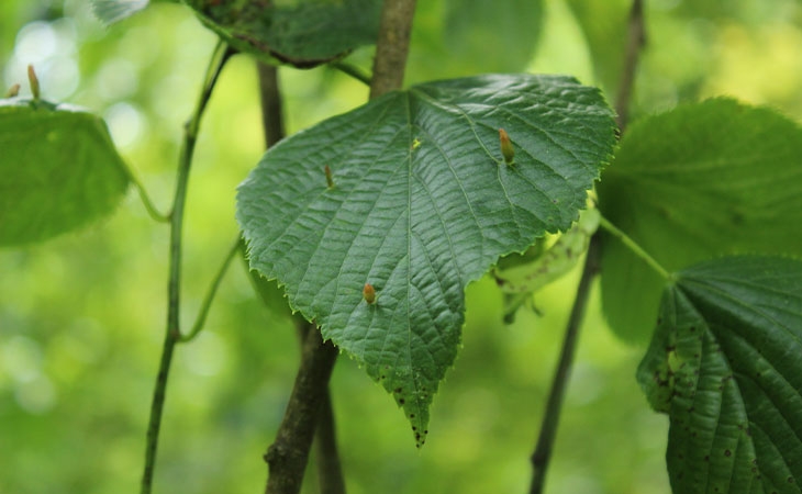 Large-leaved lime