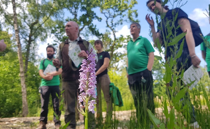 Common spotted orchid