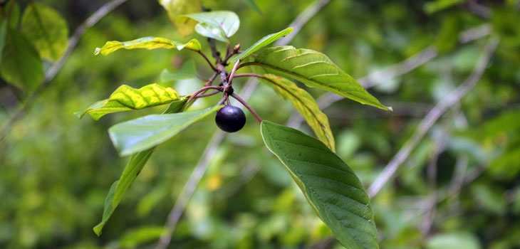 Alder buckthorn