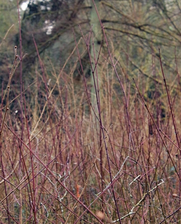 Dogwood stems