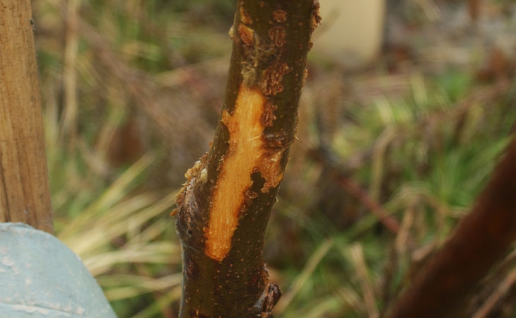 Damage caused by deer