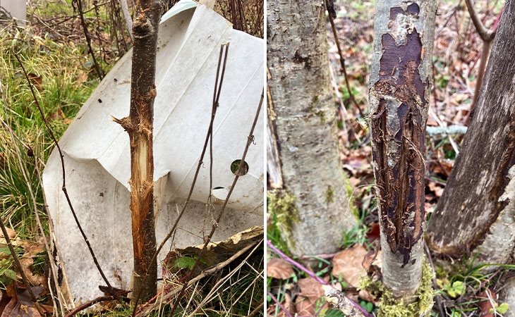 Damage caused by deer