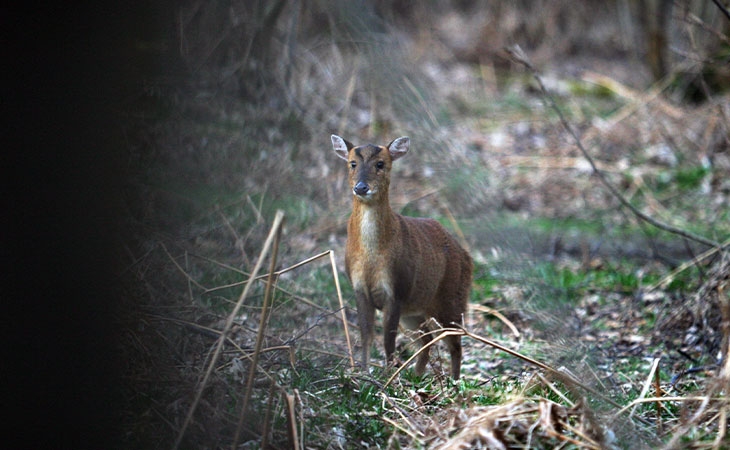 Muntjac