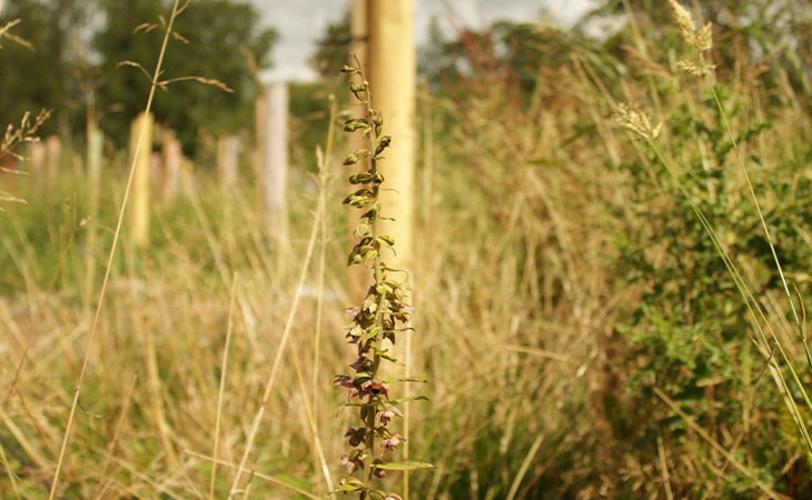 Broad leaved Helleborine