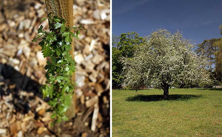 Hawthorn sapling (left) and mature tree (right)