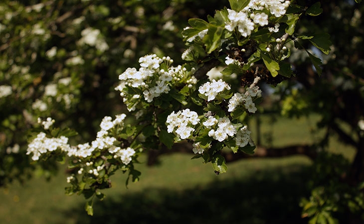 Hawthorn blossom