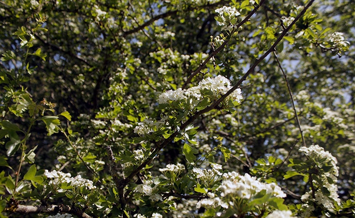 Hawthorn blossom