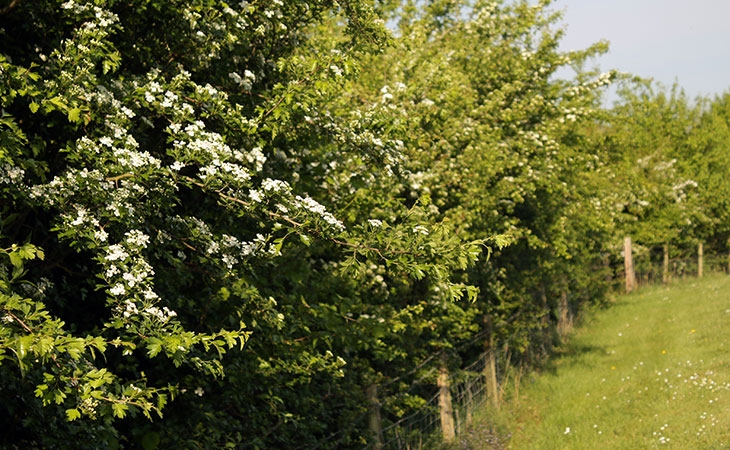 Hawthorn hedge