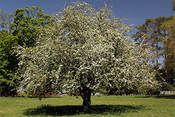 Tree of the month: Hawthorn