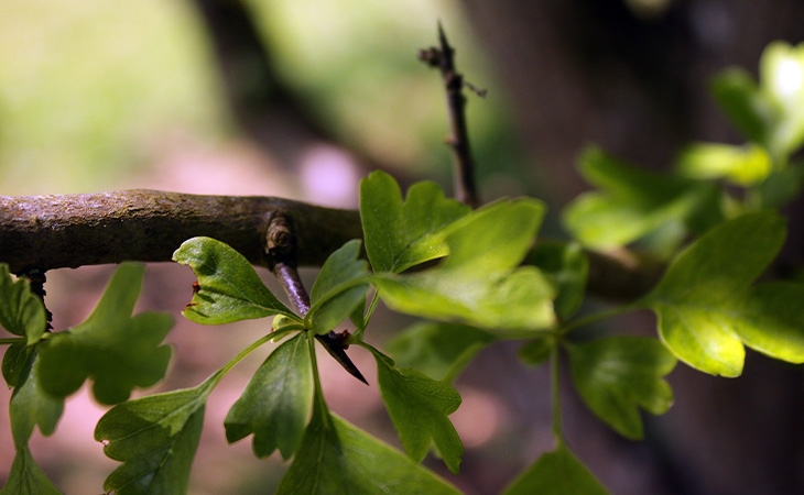 Hawthorn leaves and thorns