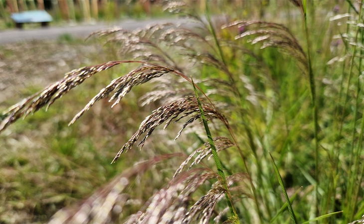 Tufted hair grass