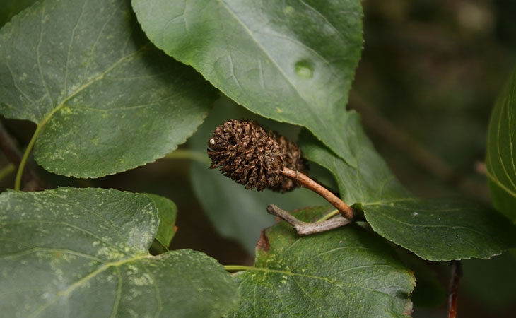 Italian Alder old cone