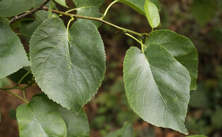 Italian Alder leaves