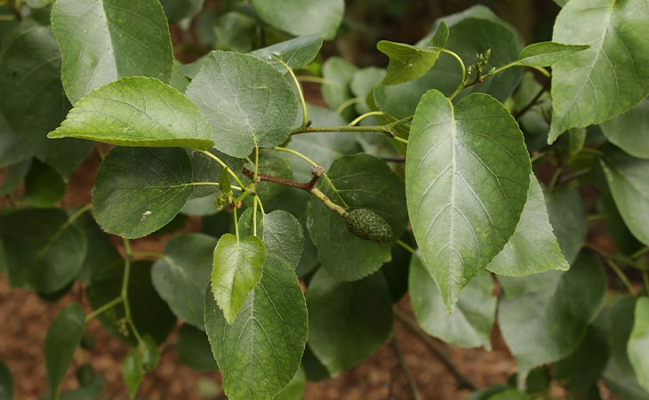 Italian Alder leaves