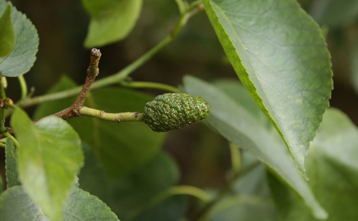 Italian Alder new cone
