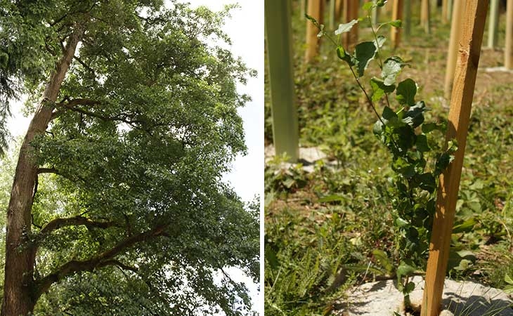 Italian Alder mature and sapling