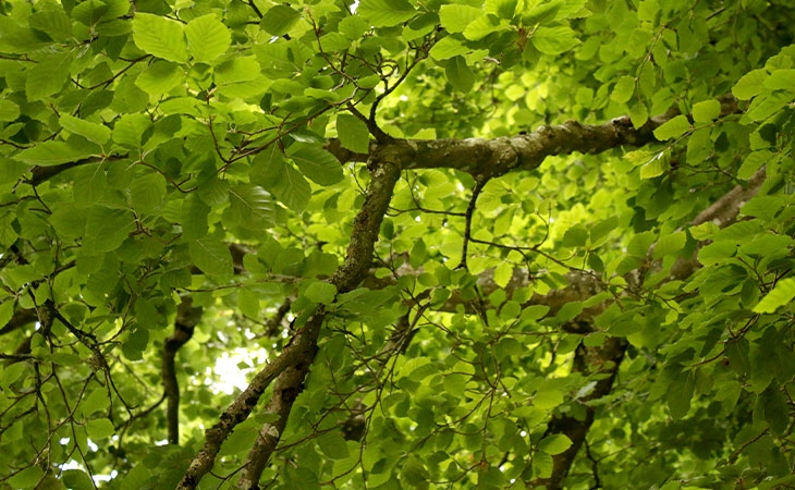 Beech canopy