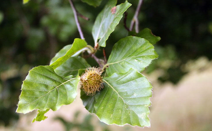 Beech nut