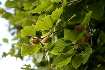 Tree of the Month: Beech
