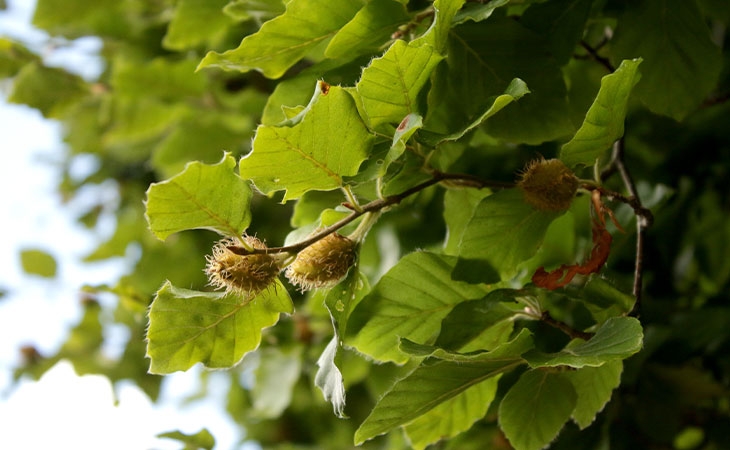 Beech nut