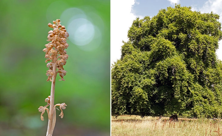 Birds nest orchid | Mature Beech